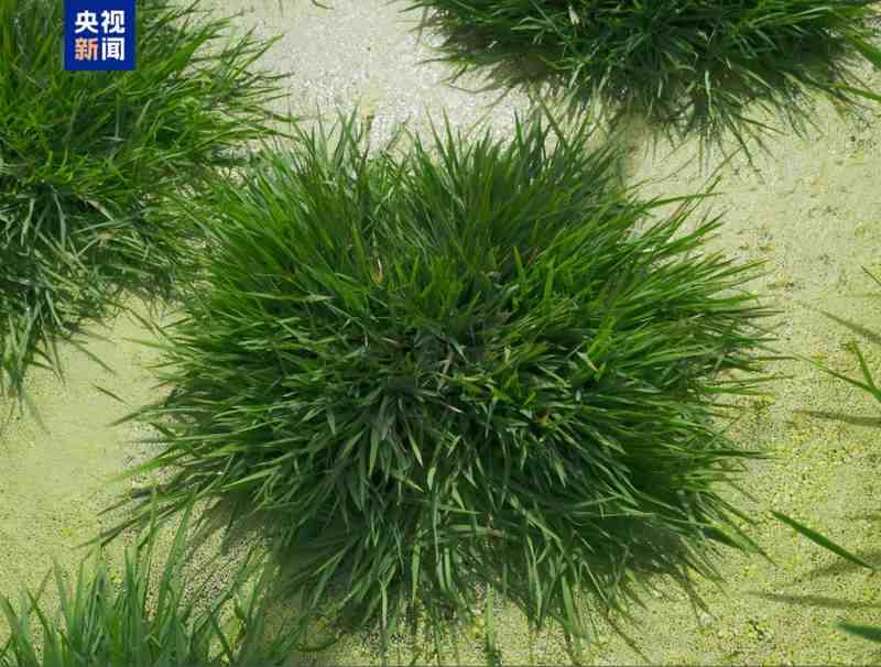  国产邮轮再突破，能源矿产添新力；医疗农业齐创新，中国科技加速向前。 IT技术