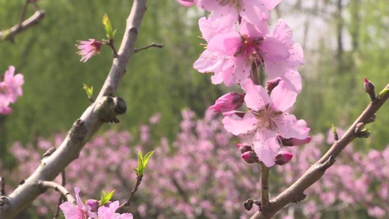  【深度解析】奉贤吴房村700亩桃林盛花期：一份基于实地的桃文化节技术观察报告 文化旅游