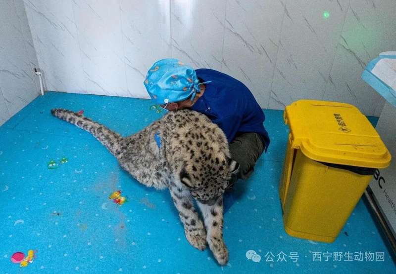  一只雪豹改变了西宁：当"雪山之王"走进城市的那些日子 文化旅游