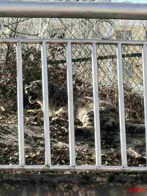  一只雪豹改变了西宁：当"雪山之王"走进城市的那些日子 文化旅游