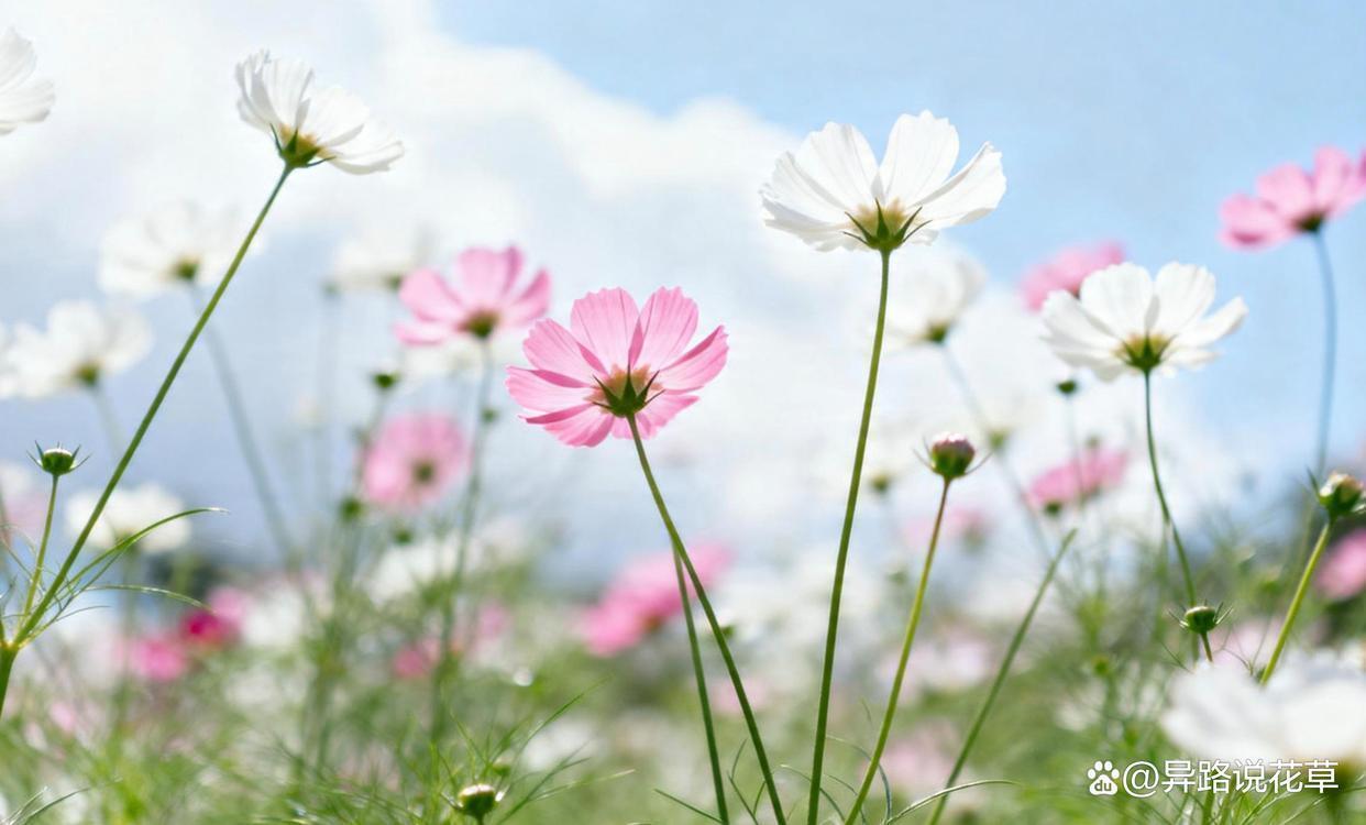  《波斯菊高原扎根史：植物学视野下的清末驻藏改革实录》 文化旅游