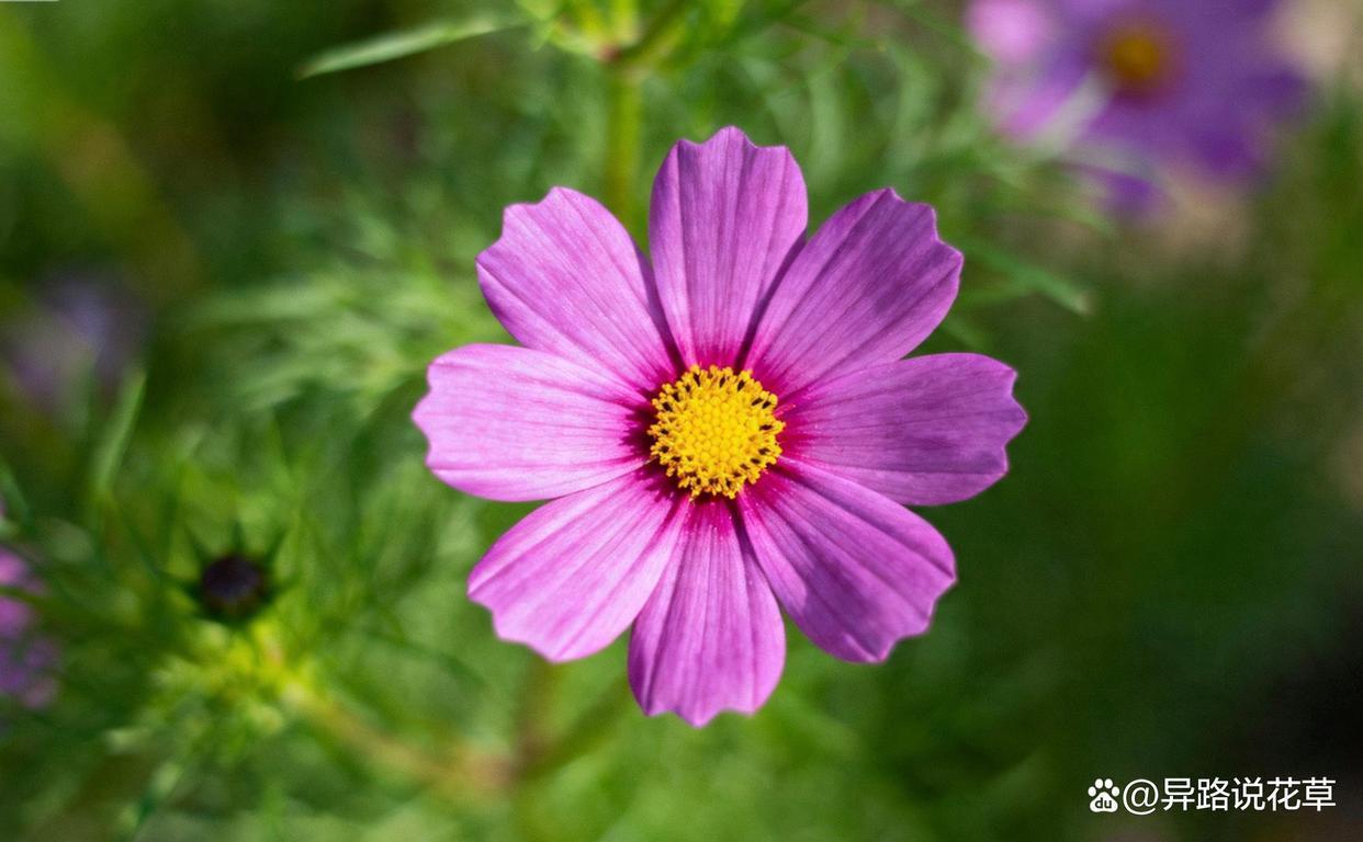  《波斯菊高原扎根史：植物学视野下的清末驻藏改革实录》 文化旅游