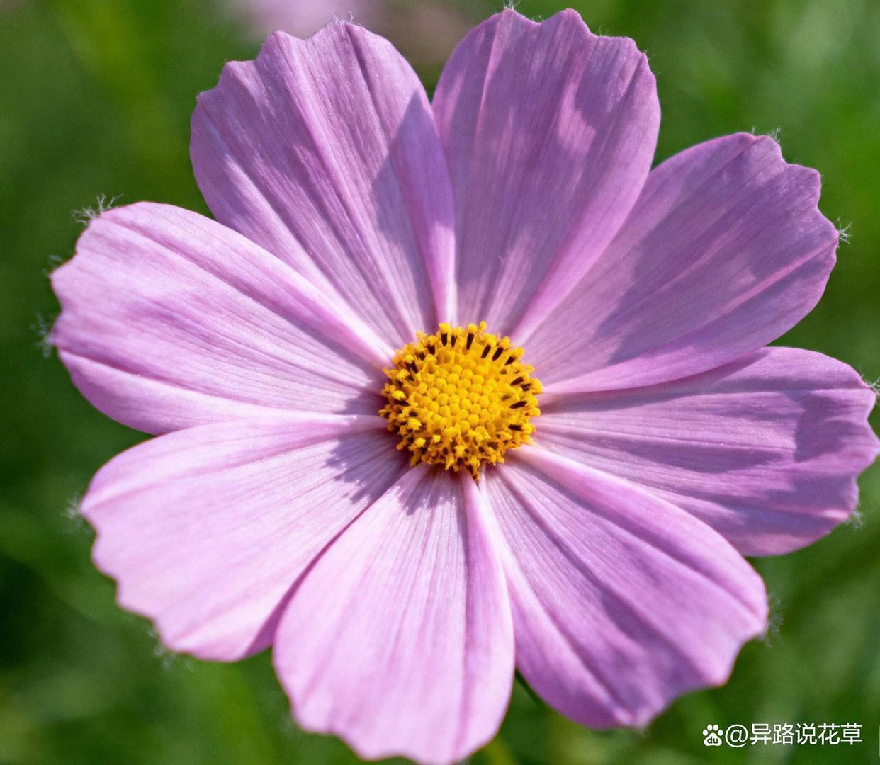  《波斯菊高原扎根史：植物学视野下的清末驻藏改革实录》 文化旅游