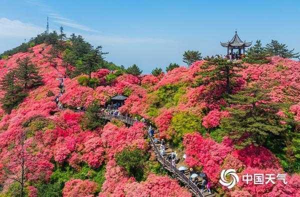  杜鹃花花期预测的技术逻辑：海拔梯度与物候演变的深层机制 文化旅游 杜鹃花花期预测的技术逻辑：海拔梯度与物候演变的深层机制 文化旅游
