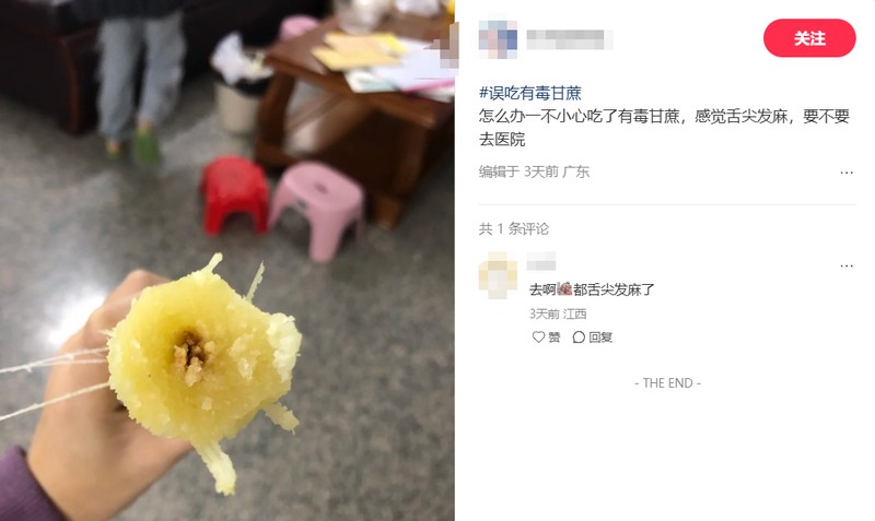  深度解析：清明蔗毒素机制与科学选购指南 健康养生